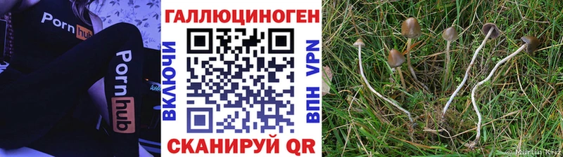 Купить закладки  Николаевск  Галлюциногенные грибы Cubensis 